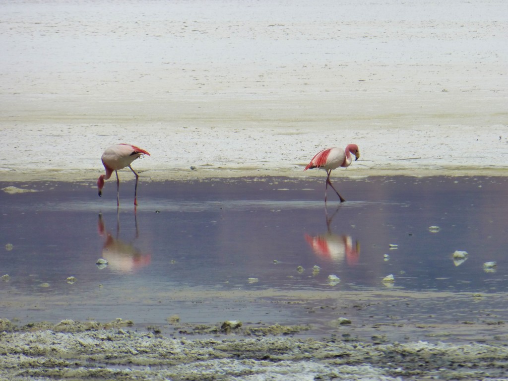 Flamingos on a salt lake