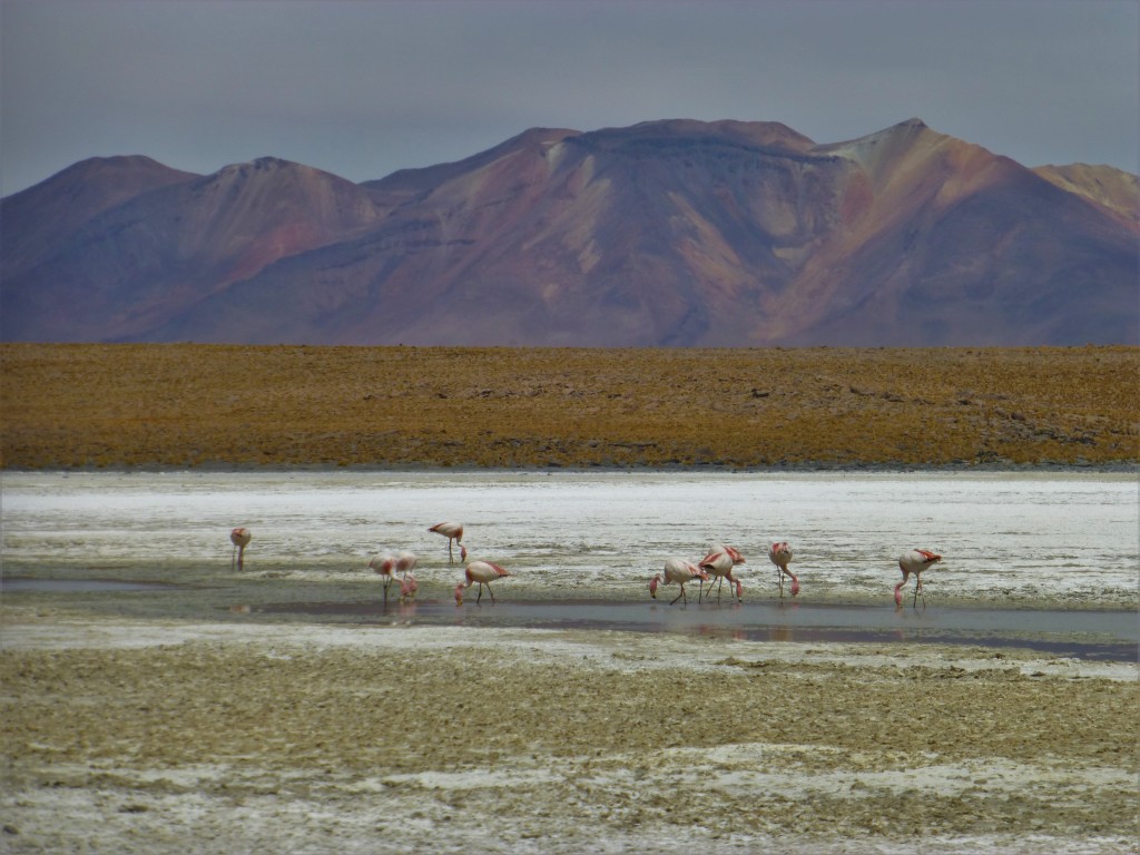 Flamingos feed in front of the mountains