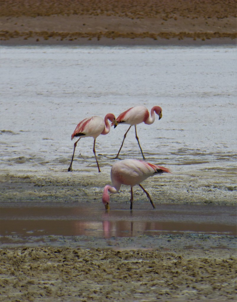 Flamingos feeding in a salt lake