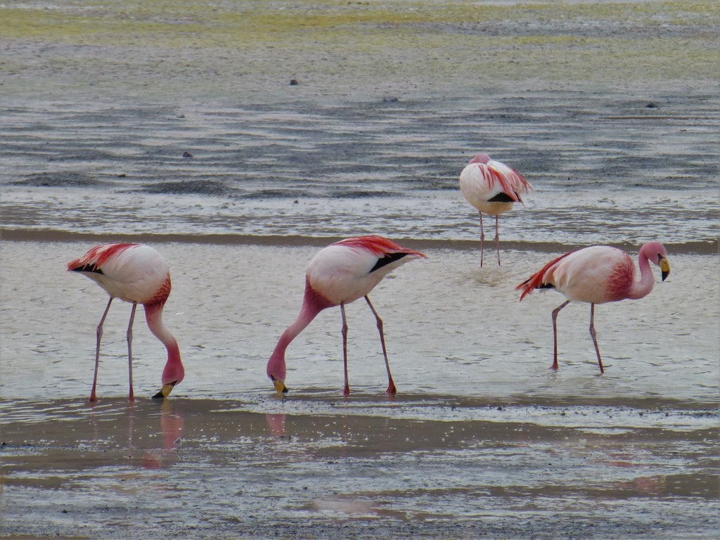Flamingos feeding