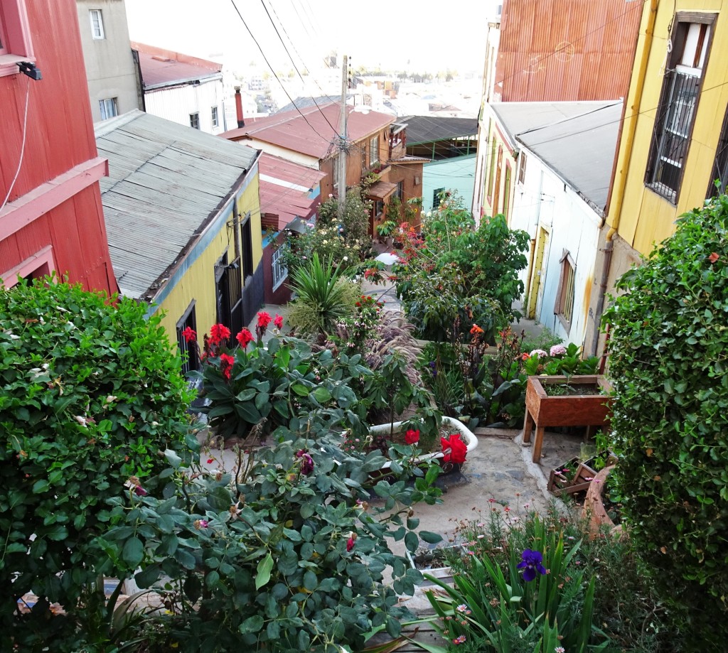 Kent's garden in Valparaiso