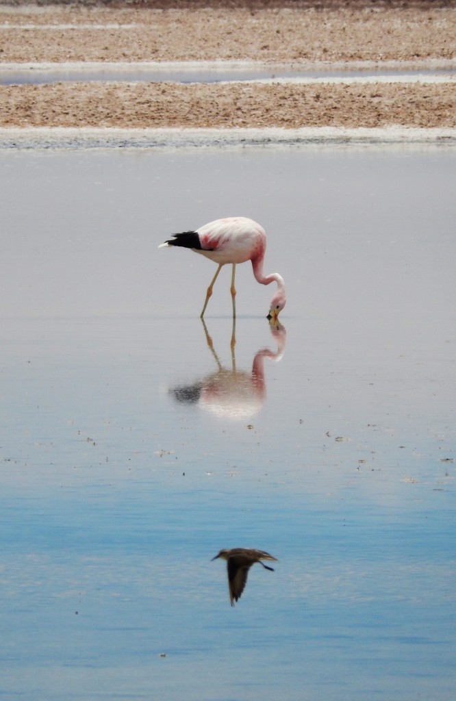 A Flamingo feeding in the Salar de Atacama