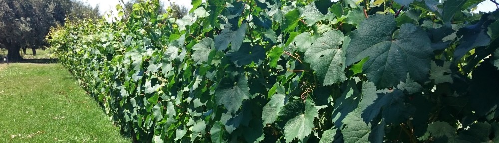 Wine Tasting in Mendoza