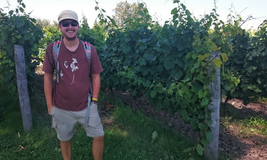 Just chilling out in a vineyard