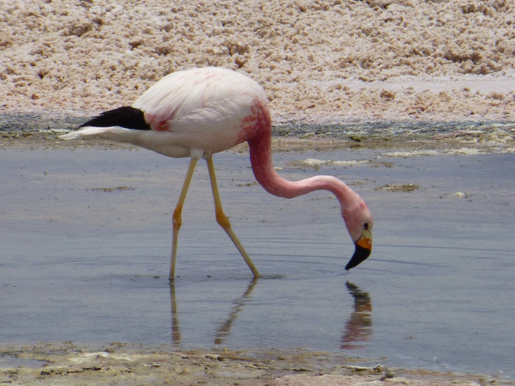 A flamingo feeding on brine shrimp (sea monkeys)