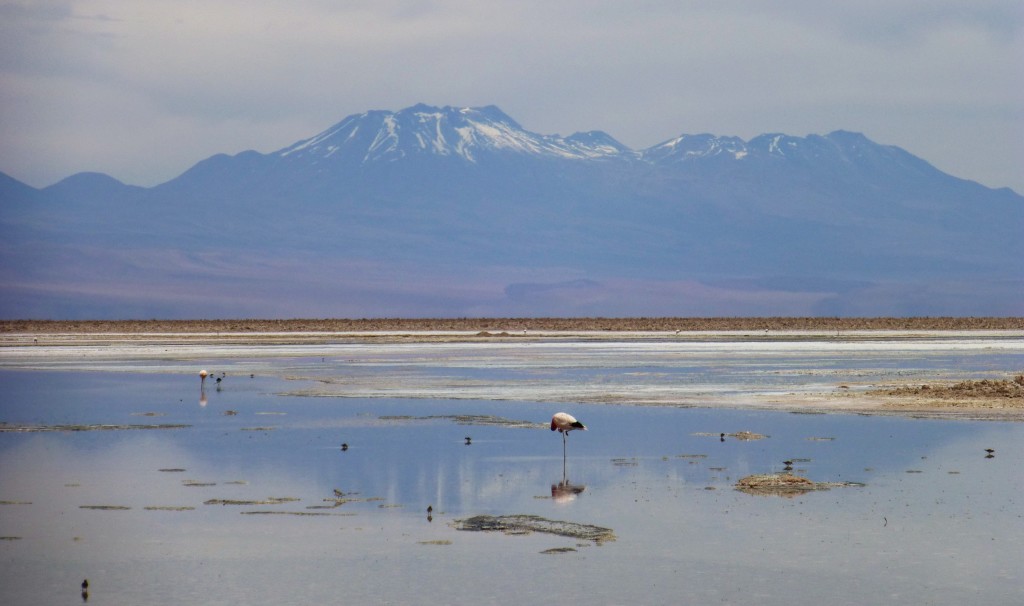 Flamingos and volcanoes