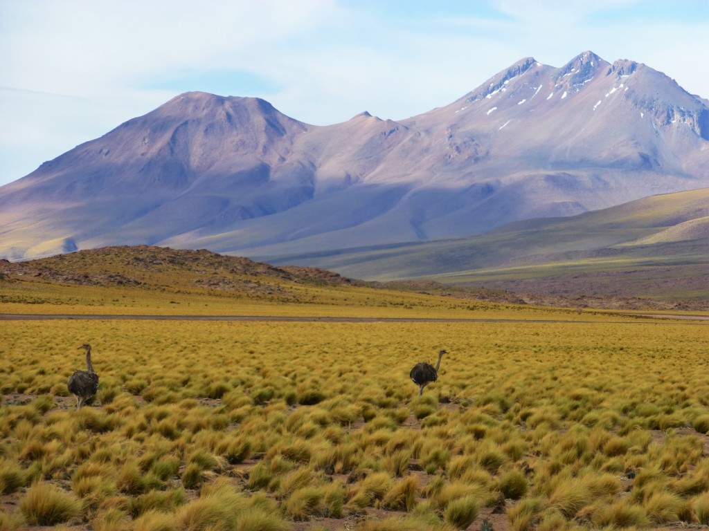 Rheas (the birds) and Volcanoes