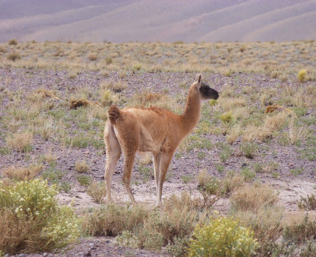 Guanaco in the desert