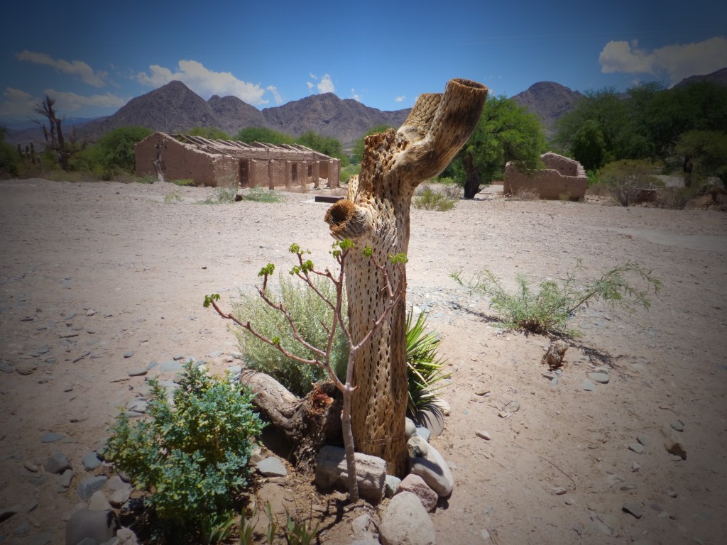 An old cactus trunk and abandoned houses