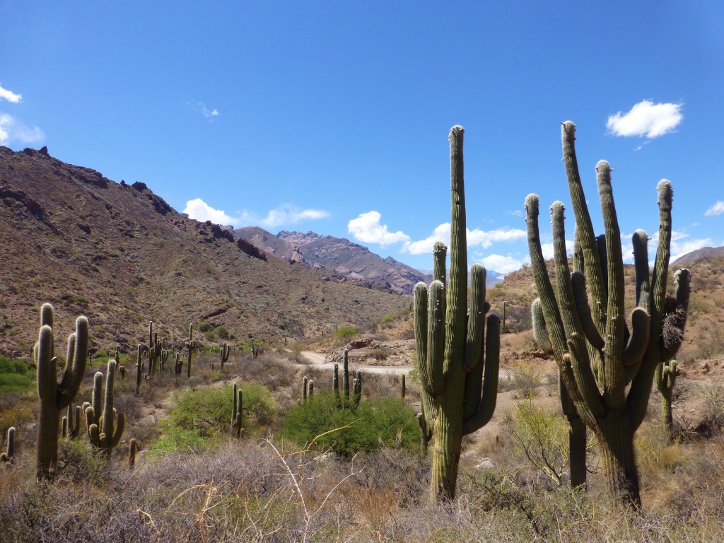 Cactus landscape