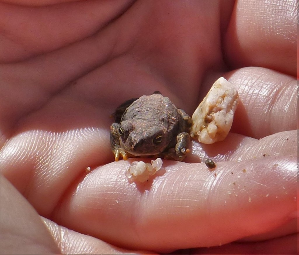 Tiny frog on our walk with Fido