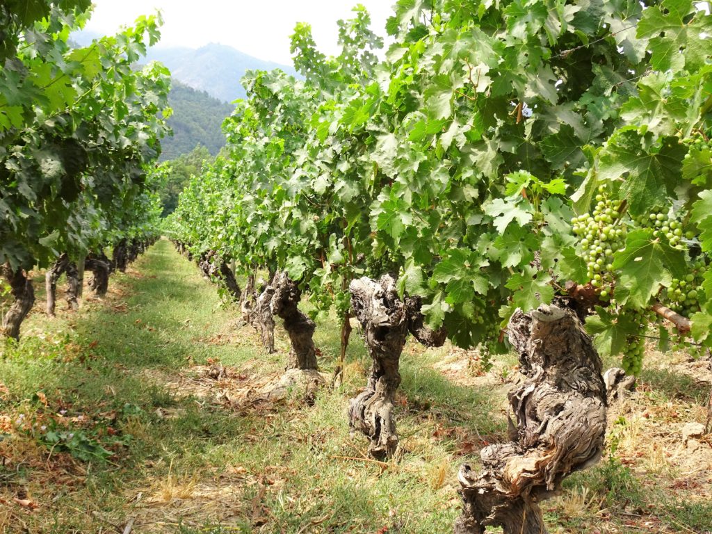 120 year old vines at Neyen
