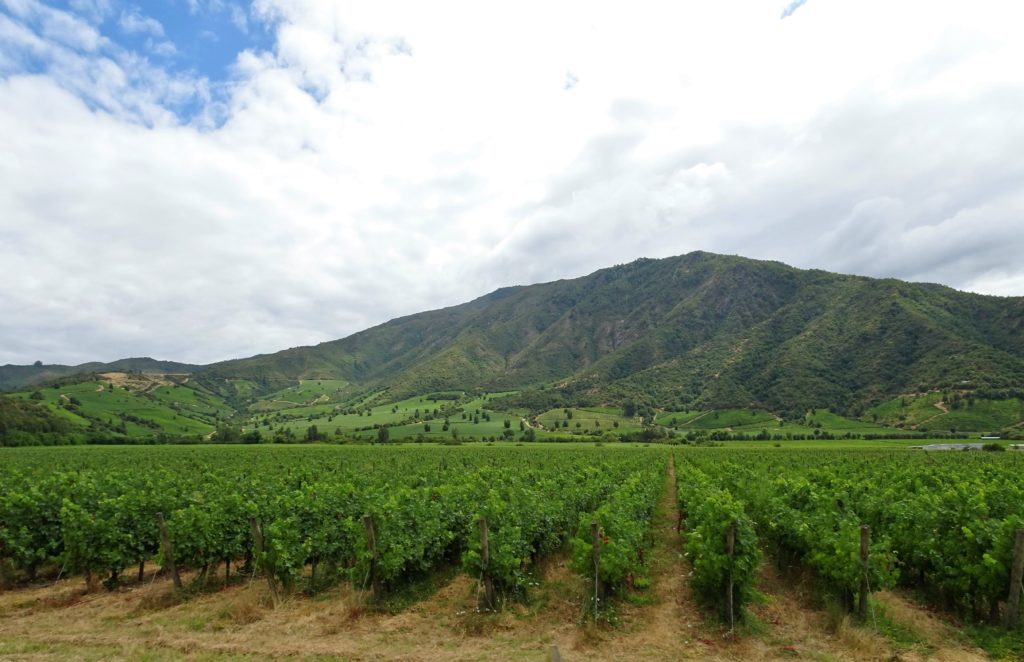 Vineyards near Santa Cruz