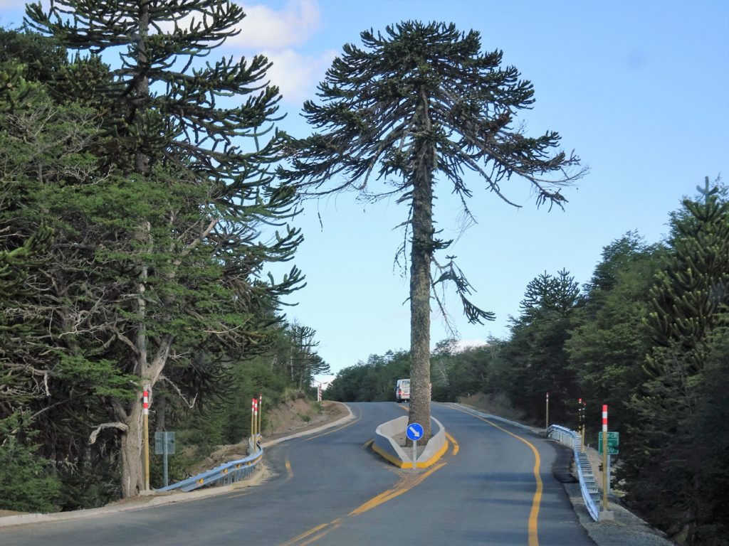 The native monkey puzzle trees are valued in Chile, roads run around them!