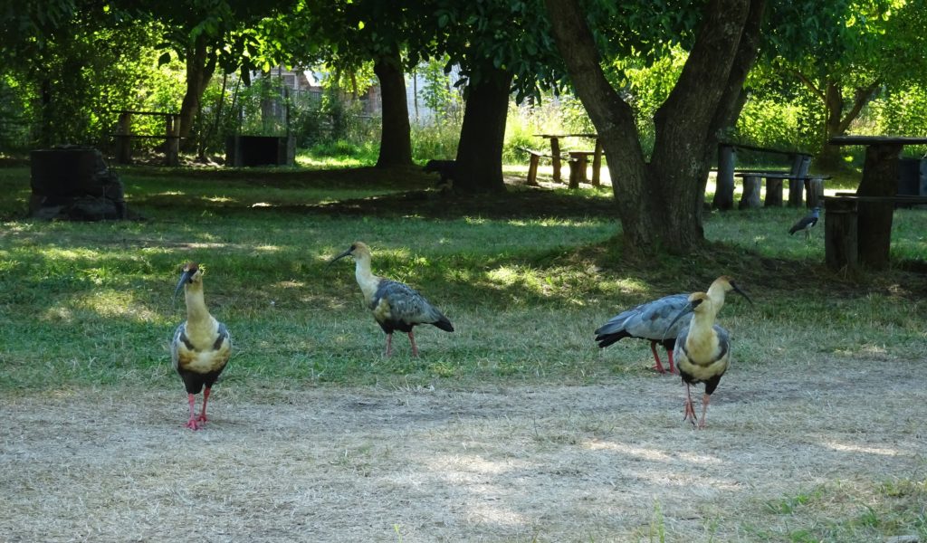 Birds congregating in the campsite at El Bolson