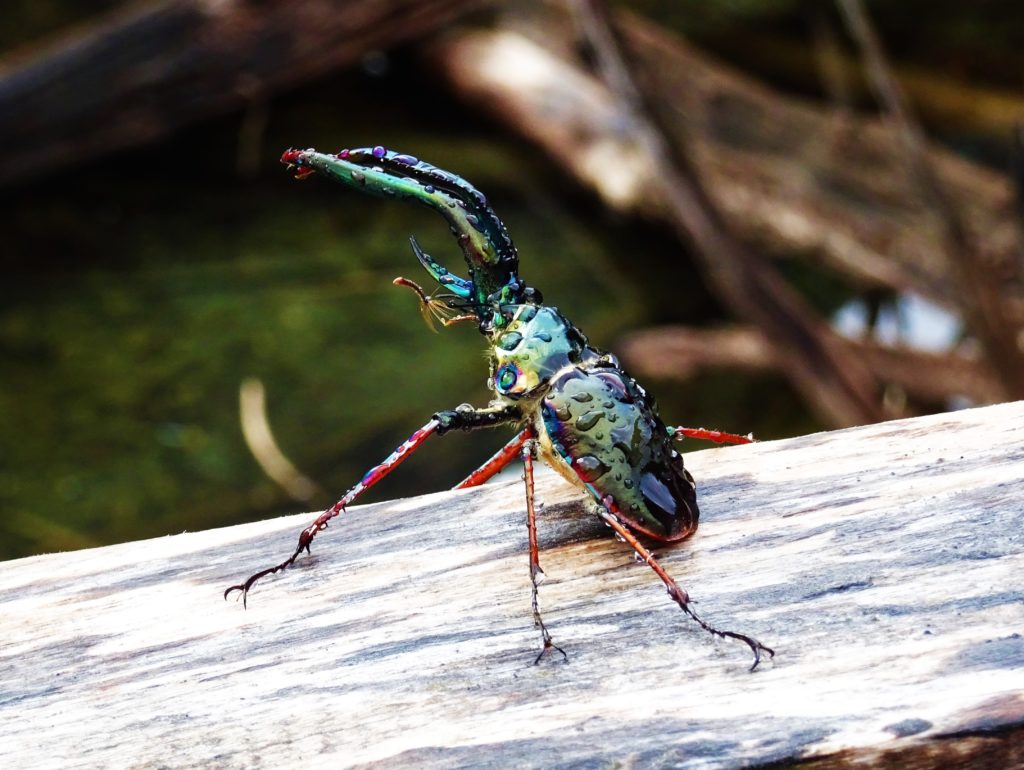 A beautiful but very dead beetle by Lago Risopatron