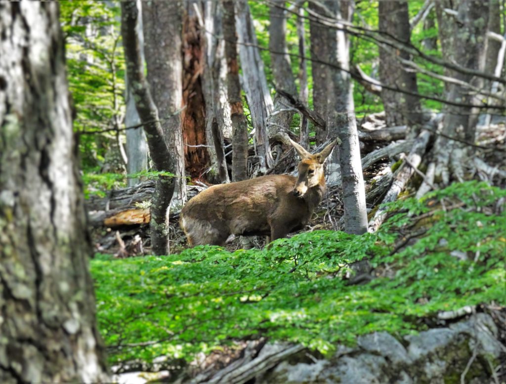 A rare sighting of an endangered Huemul (South Andean Deer)