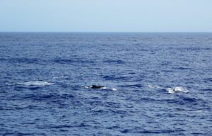 First wildlife sighting: Pilot Whales