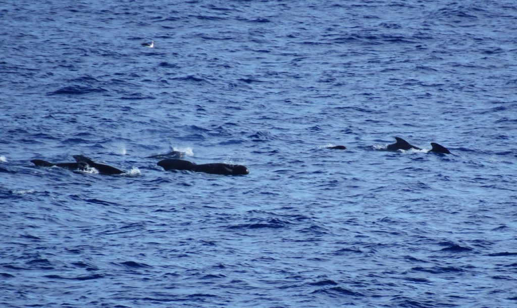 Pilot Whales