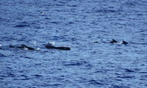 Pilot Whales