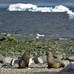 First landing; seals and penguins on the shore