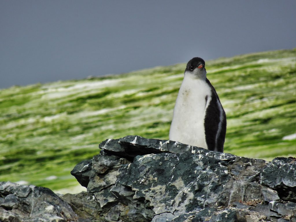 A baby Gentoo penguin
