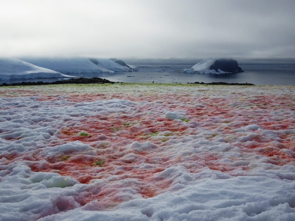Incredible algae adding colour