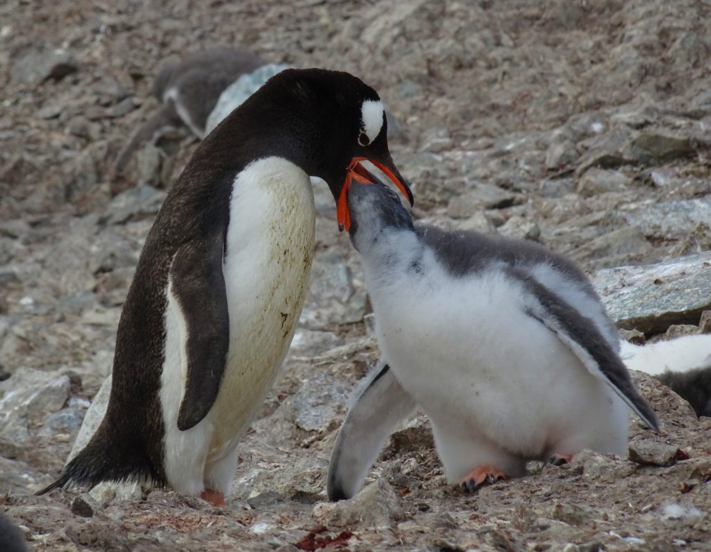 Gentoo penguin feeding
