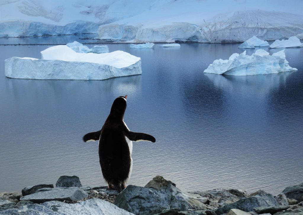 A Gentoo penguin taking in the view