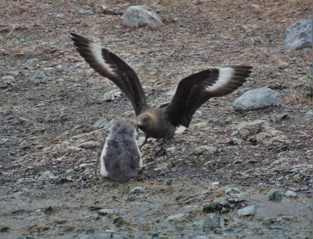 A Skua attacking a baby Gentoo penguin