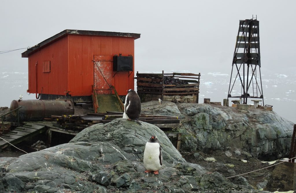 Penguins at the Argentinian Base Brown