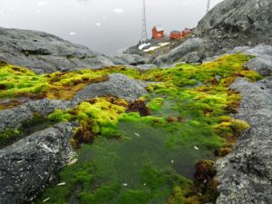 Vivid algae near Base Brown