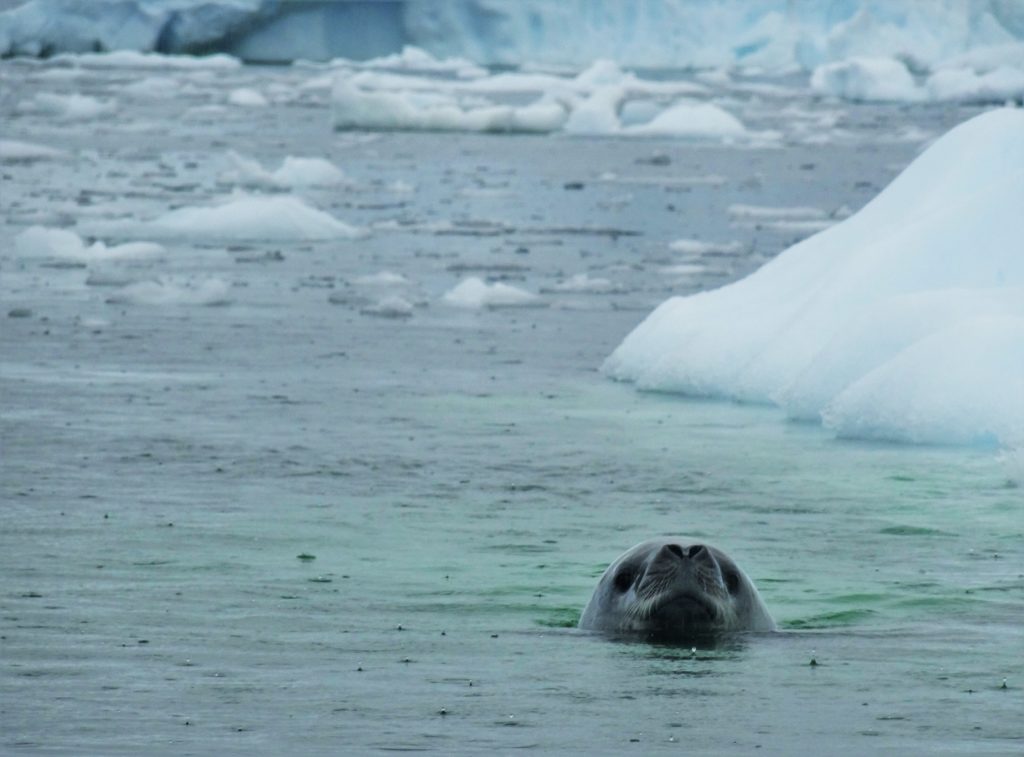 A seal coming to see one of our zodiac cruises