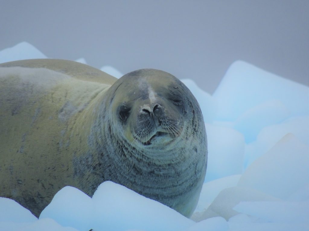 A winking Crabeater seal