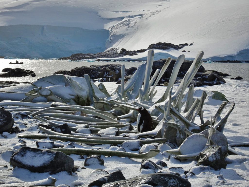 Whale bones on the shore near Port Lockroy