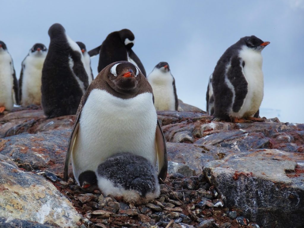 Adult and baby Gentoo
