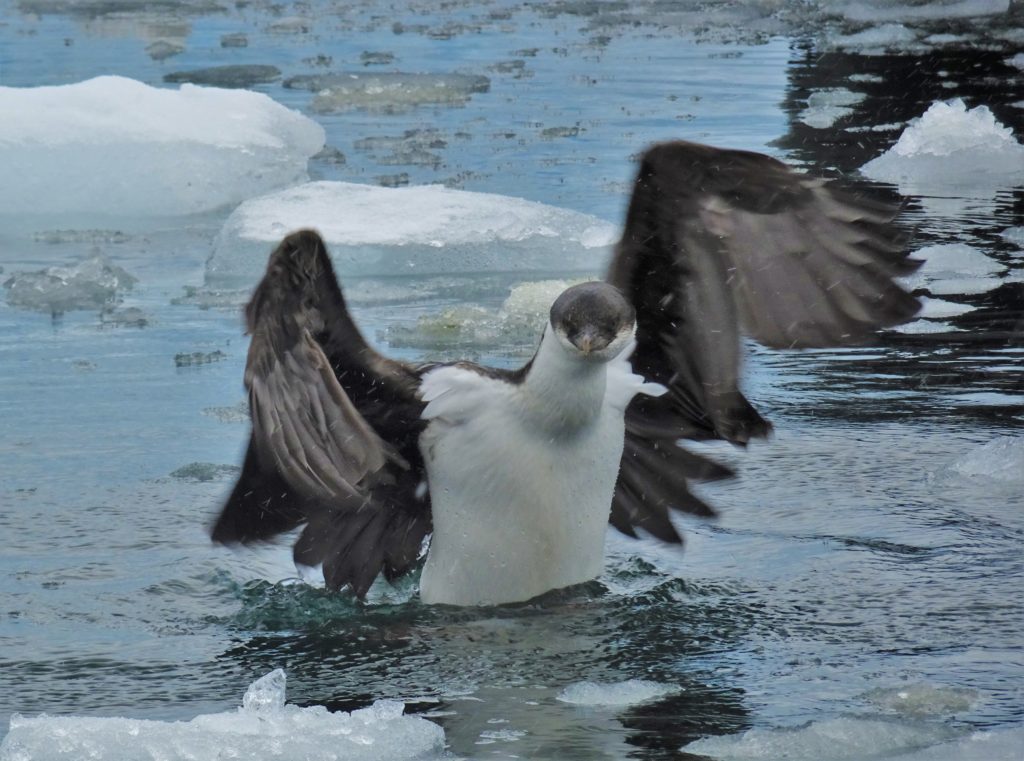 Antarctic Cormorant
