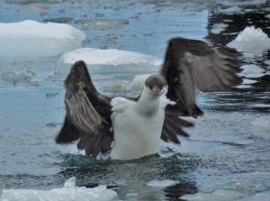 Antarctic Cormorant