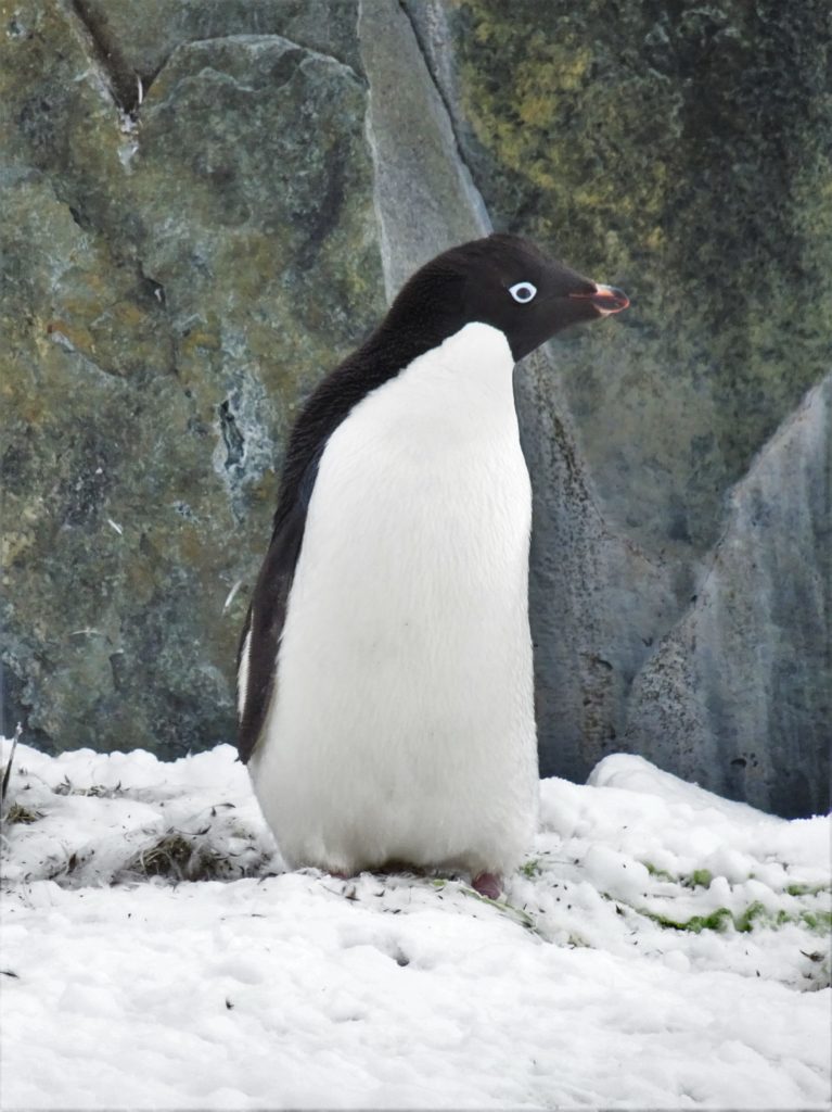 An Adelie penguin