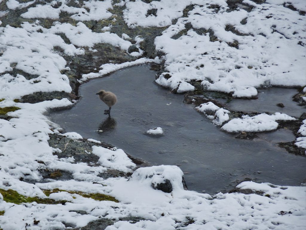 Baby Skua on the ice