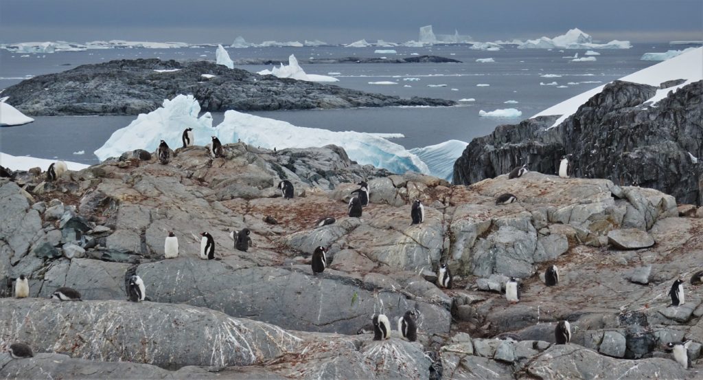 Penguins on Petermann Island