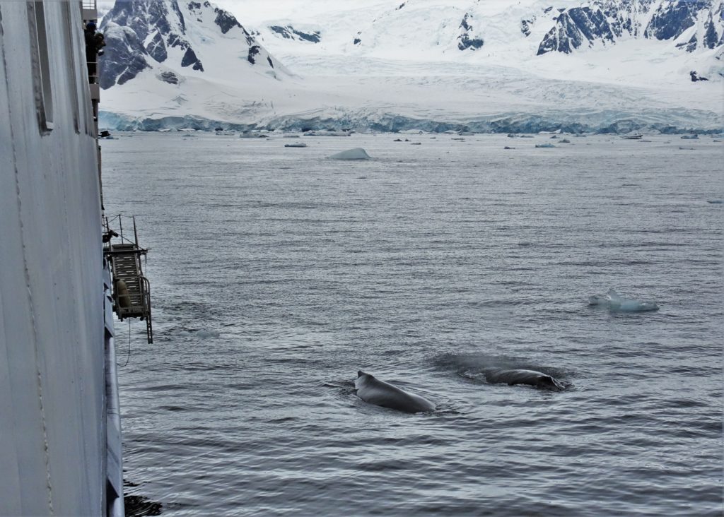 Humpback whales alongside the ship
