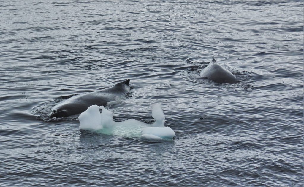 Humpback whales approaching the ship