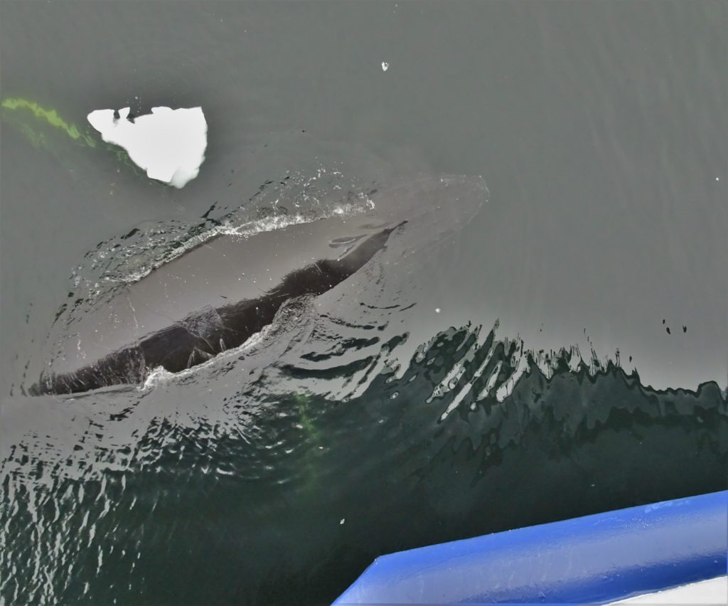 Humpback whale rubbing against the ship