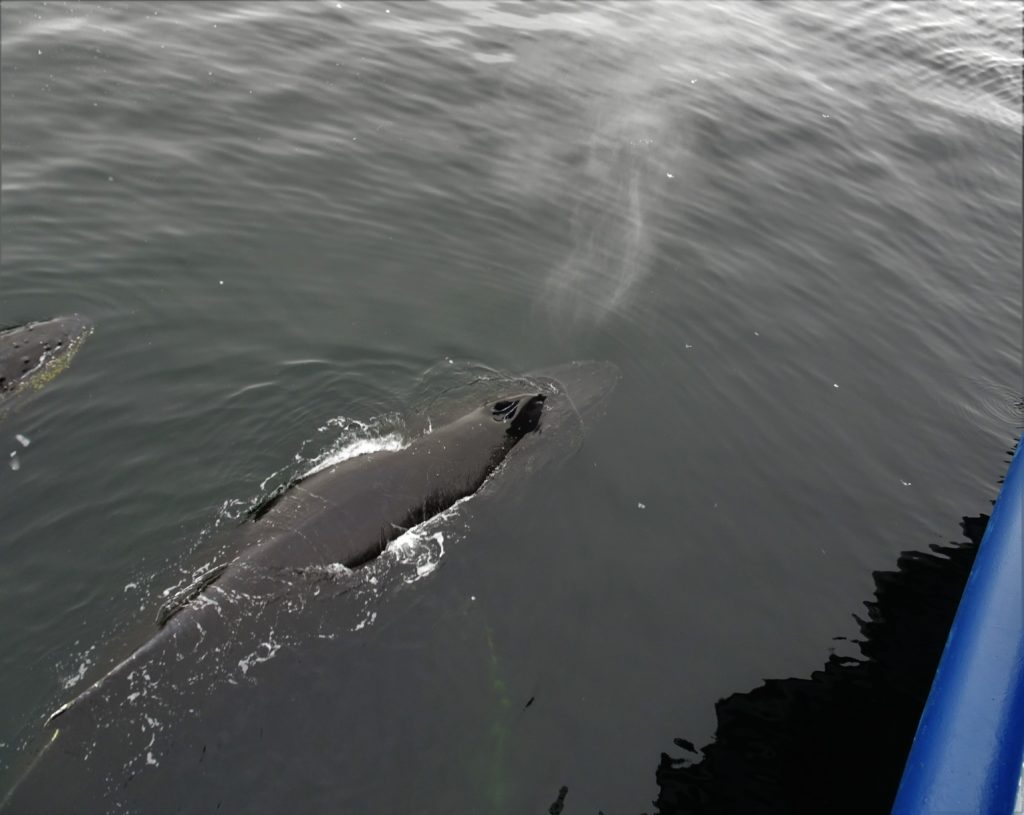 Humpback whale blowing