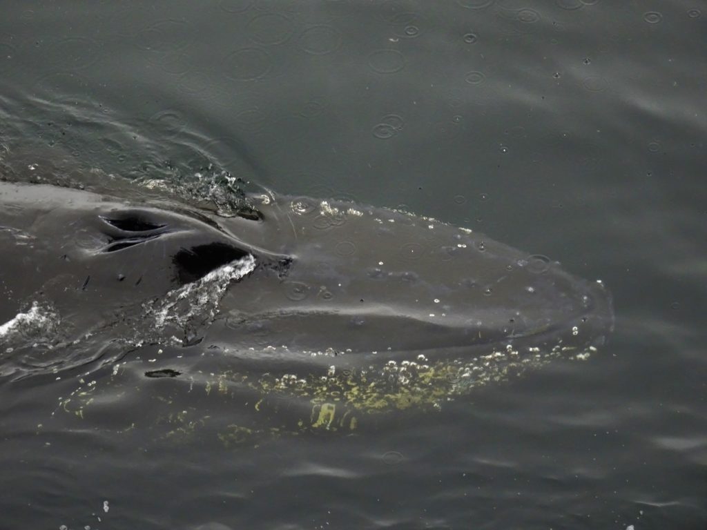 Humpback whale close up