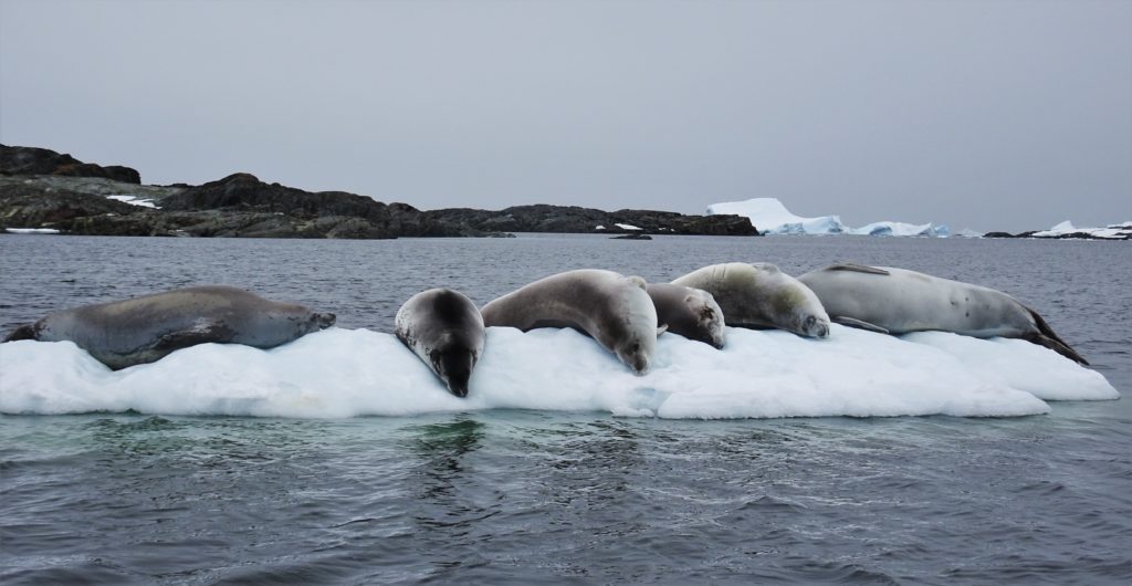 Seals resting on an iceberg