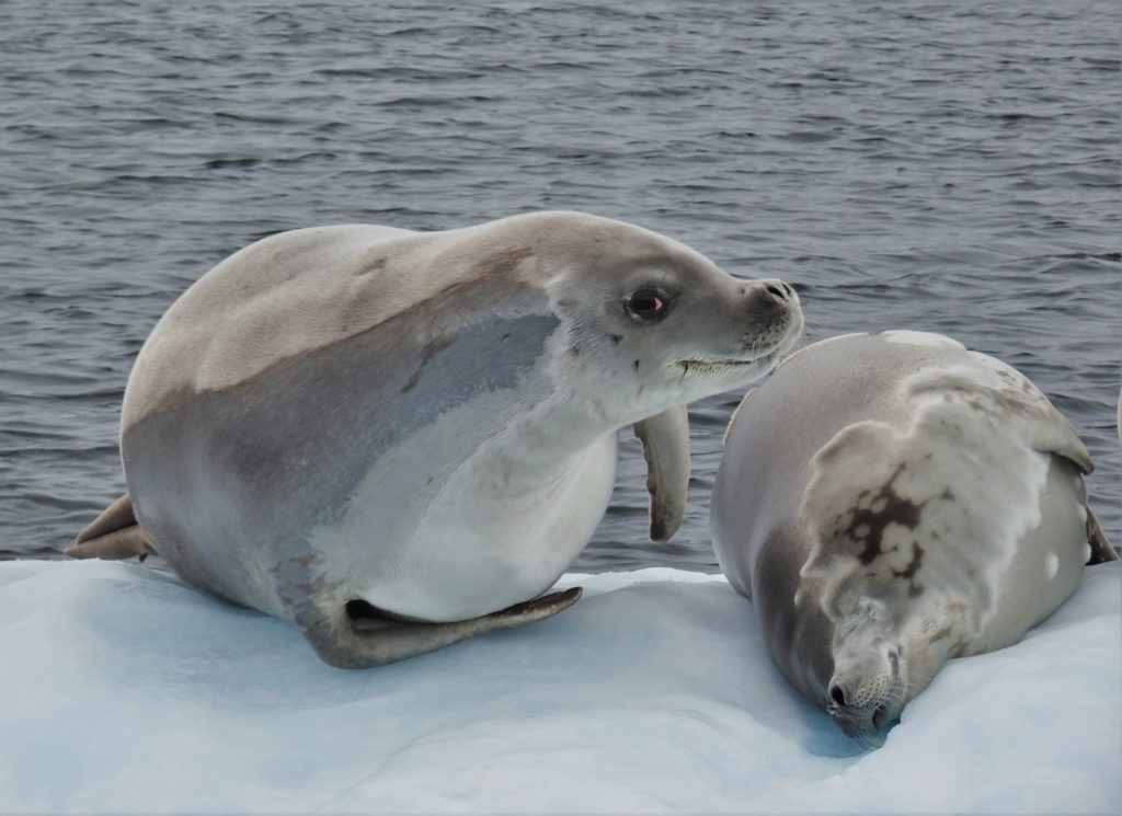 Crabeater seal