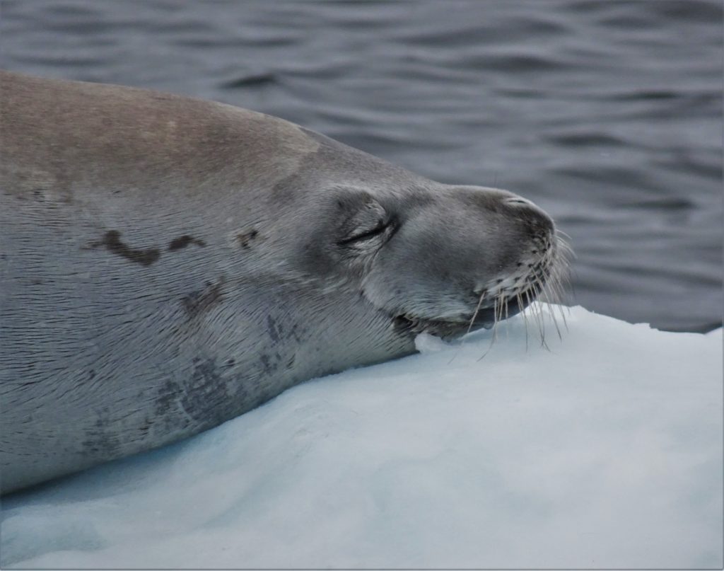 Resting seal