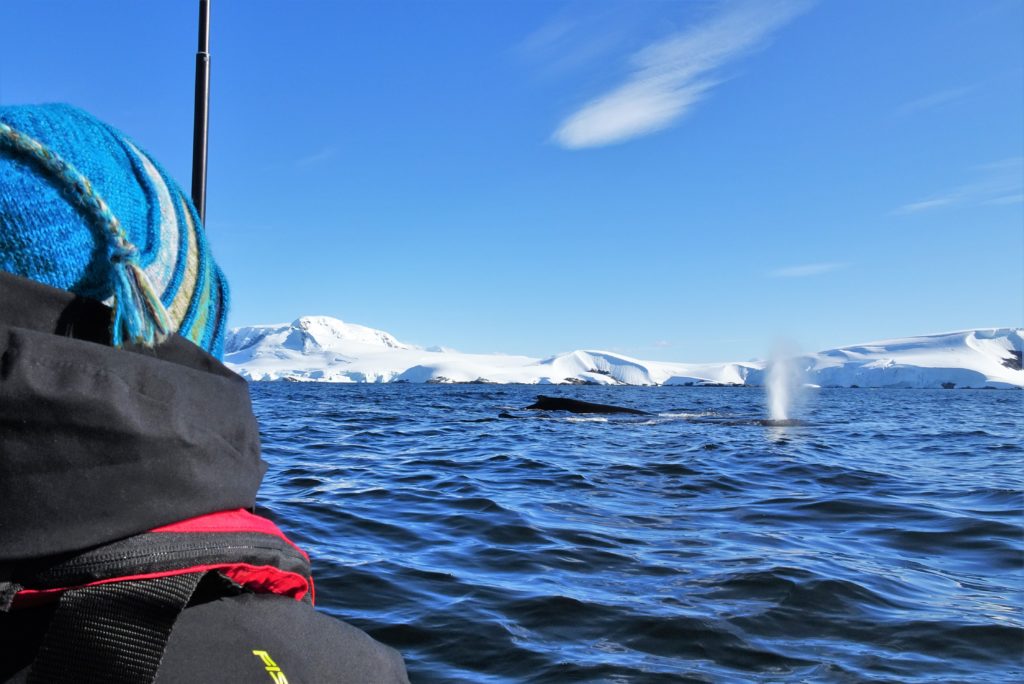 Watching whales blow very close to the zodiac